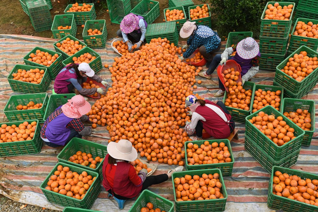 Women sort freshly harvested oranges at a plantation in Guangxi Zhuang autonomous region, China.