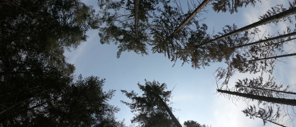 Los bosques juegan un papel vital en la extracción de CO2 del medio ambiente.