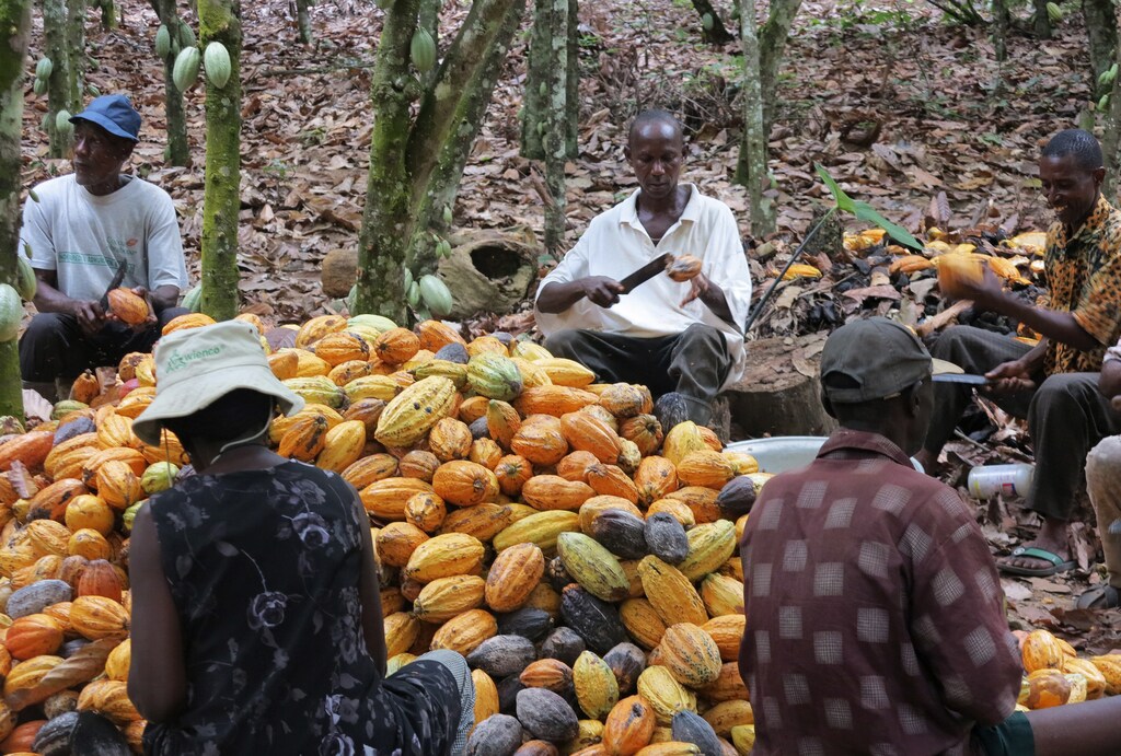 Cocoa farmers in Ghana