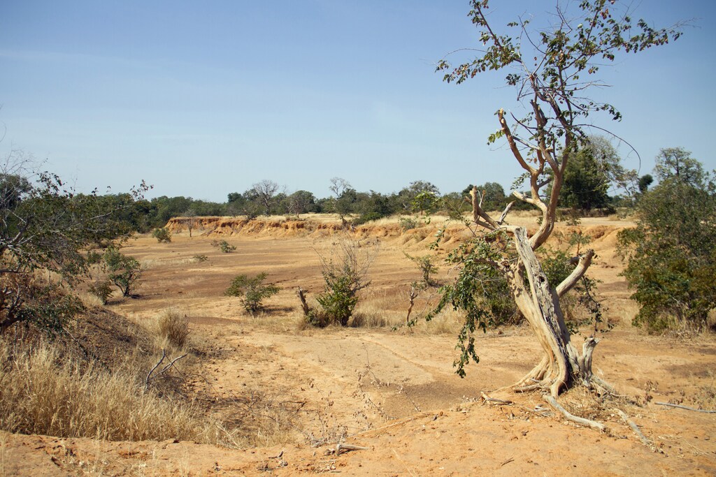 Parched land is pictured around the Lake Wegnia, in Sahel region of Koulikoro, Mali November 22, 2019. Picture taken November 22, 2019. REUTERS/Arouna Sissoko - RC2IJD9CY3FT