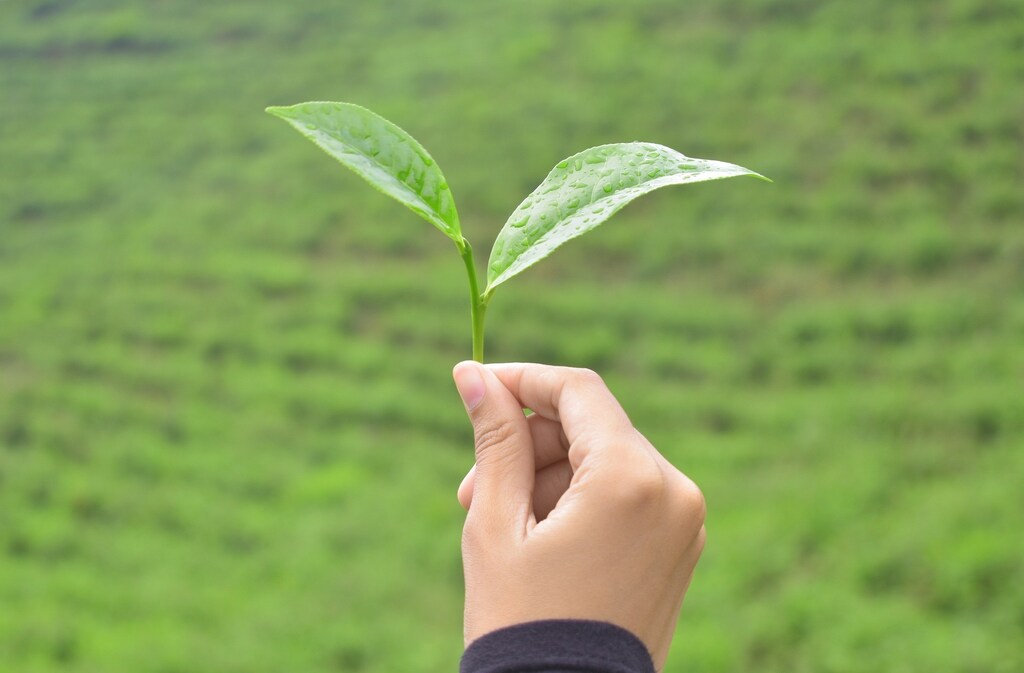Davos 2023; A hand holding a new leaf. Innovations in ICT can boost industries' ESG efforts
