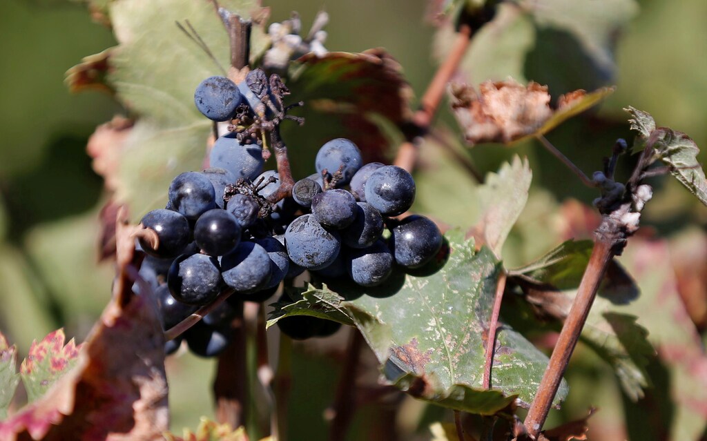 A cluster of grapes is pictured in the wineyard of Chateau Smith Haut Lafitte (Graves Pessac Leognan label) in Martillac, France, October 23, 2018. REUTERS/Regis Duvignau - RC11ACD4D450