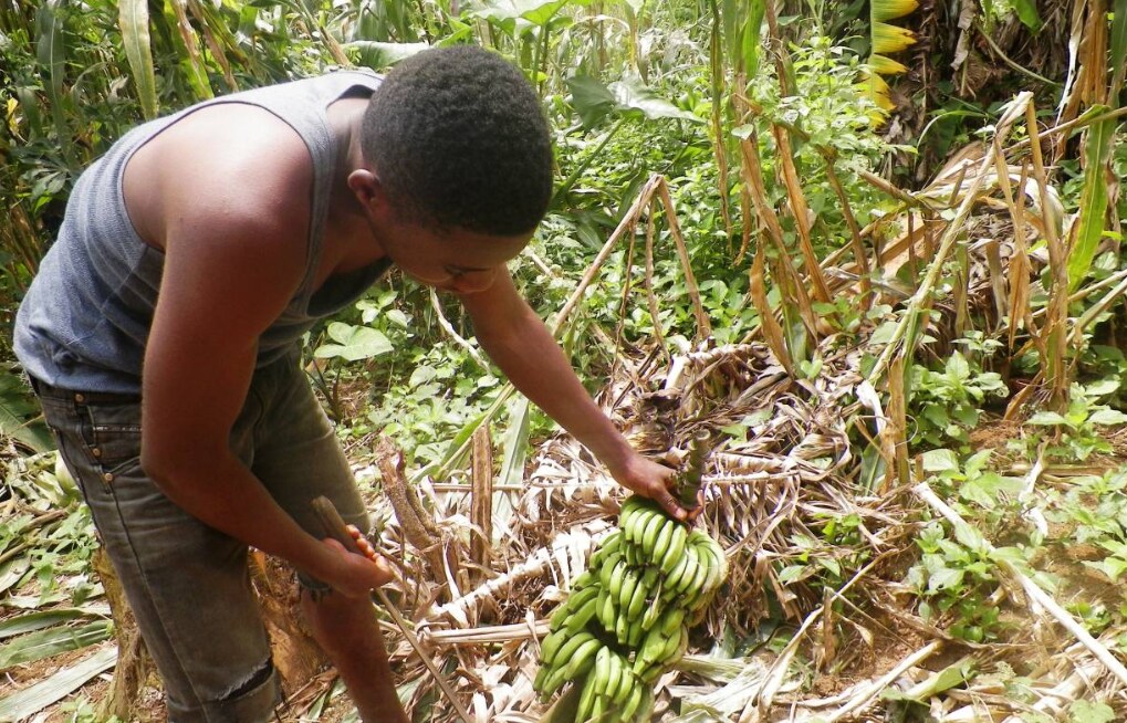 A farmer shows his pest-infected plantain crop in in Muyuka, Southwest Region, Cameroon, on July 17, 2019. Thomson Reuters Foundation/Elias Ntungwe Ngalame