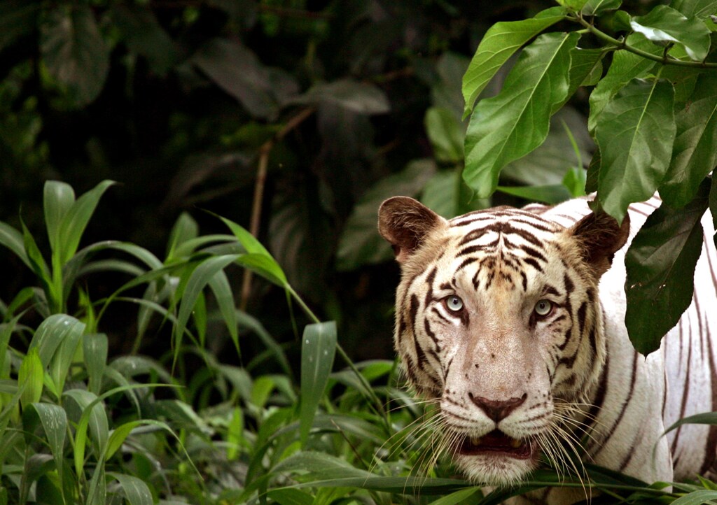 An Indian white tiger looks on from his enclosure at a zoological park in the eastern Indian city of Kolkata, previously known as Calcutta, August 3, 2005. India is offering money to poor forest villagers to help catch poachers in a bid to save its endangered tiger population. Picture taken August 3, 2005. REUTERS/Parth Sanyal VM/YH - RP6DRNAINMAB