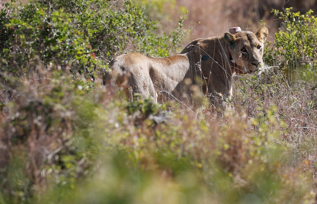 A 5-year-old lioness named Nyala walks in the grassland after Kenya Wildlife Services veterinarians set up a radio collar on her neck to track her pride's movements at the Nairobi National Park near Nairobi, Kenya January 23, 2017. REUTERS/Thomas Mukoya - RTSWY9A