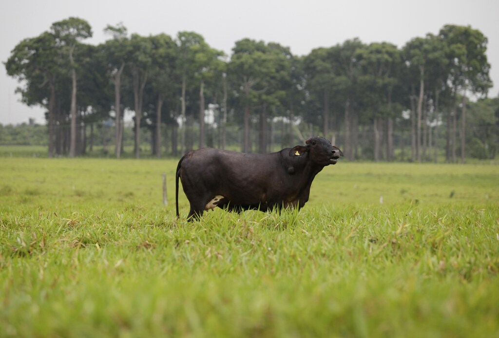 Cattle ranching in Brazil is one of the biggest drivers of deforestation and CO2 emissions in the country.