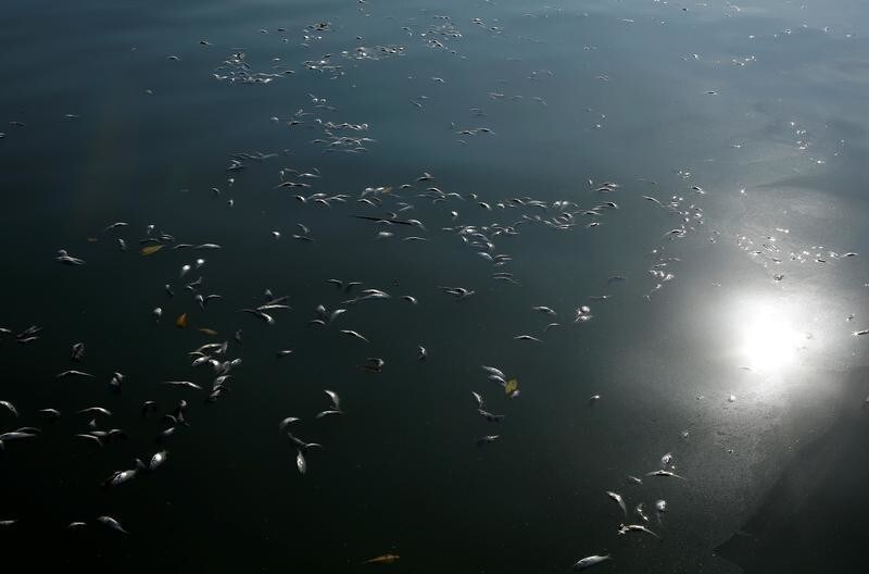 Dead fish float in the sea, afters thousands of fish were found dead at the Abangaritos beach in Puntarenas, Costa Rica February 16, 2017. REUTERS/Juan Carlos Ulate - RC1FE57CF3A0