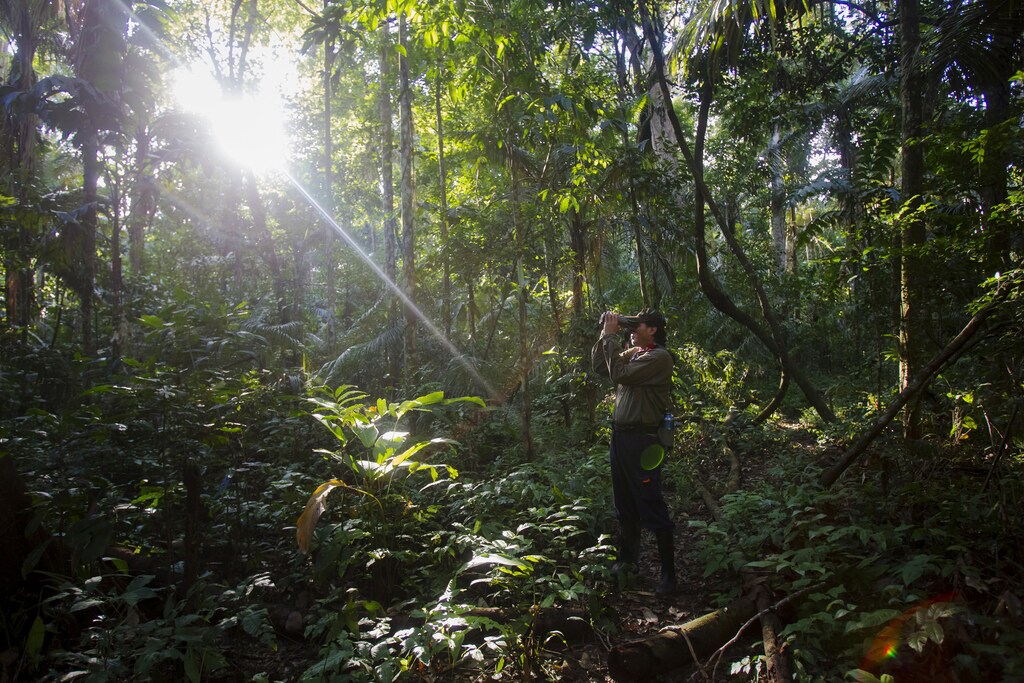 a person looks at trees in a forest with a pair of binoculars