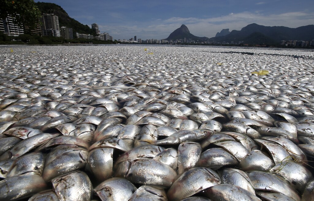 Dead fish are seen at the Rodrigo de Freitas lagoon in Rio de Janeiro, March 13, 2013. Thousands of fish have been removed from the lagoon after oxygen levels dropped due to pollution, according to local media. Rodrigo de Freitas lagoon will host the rowing competitions in the 2016 Olympic Games. REUTERS/Sergio Moraes (BRAZIL - Tags: ANIMALS SOCIETY ENVIRONMENT TPX IMAGES OF THE DAY) - GM1E93E0C3K01