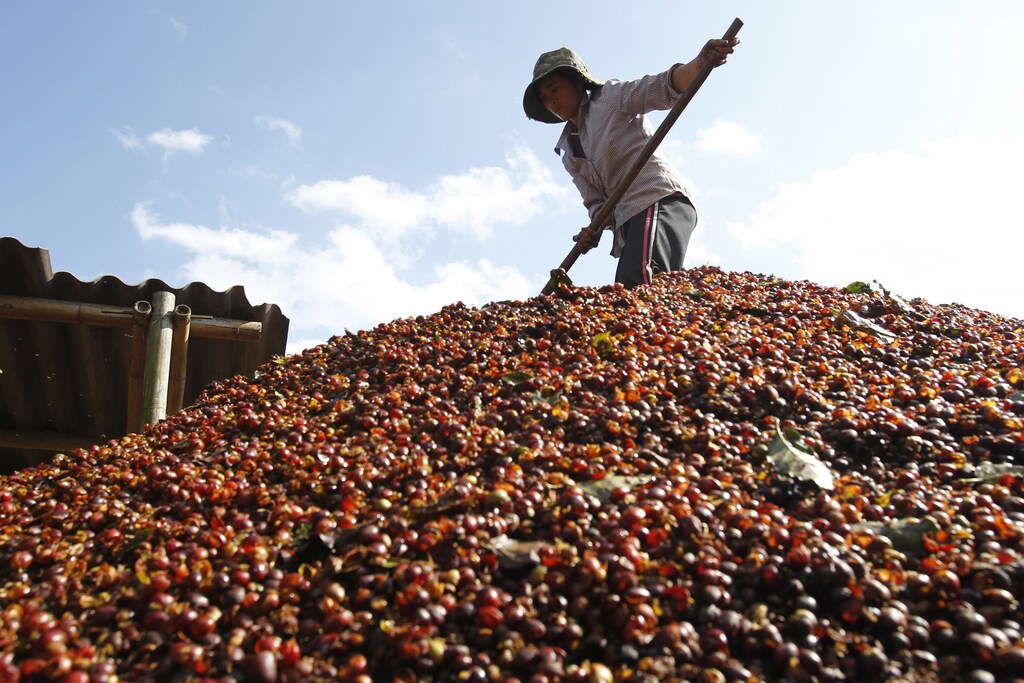 A woman piles coffee cherries while processing them at a buying agent in Son La province, west of Hanoi, November 19, 2012. Coffee farmers in Vietnam were slowing sales of fresh beans as prices remain below the key 40,000 dong per kg level, traders said on Tuesday, underscoring predictions of a drop in export volumes for November. Picture taken November 19, 2012.
