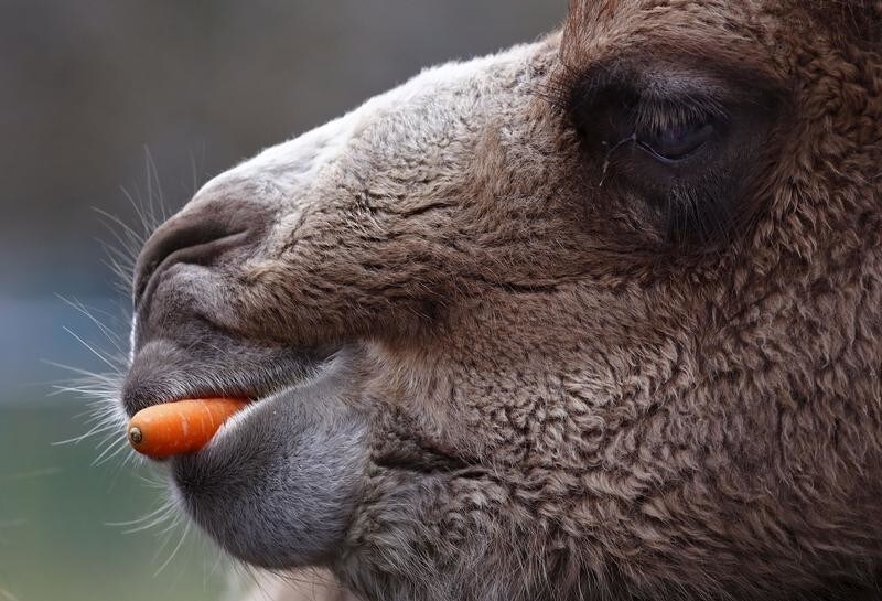 A Bactrian camel eats a carrot thrown into his enclosure by visitors at wildlife park "Opel Zoo" in Kronberg, Germany, March 20, 2016. TPX IMAGES OF THE DAY - GF10000353182