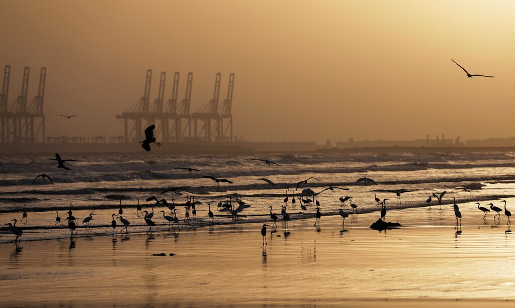 A flock of migratory birds is seen during suset along Clifton Beach, as the spread of the coronavirus disease (COVID-19) continues, in Karachi, Pakistan May 16, 2020. Picture taken May 16, 2020. REUTERS/Akhtar Soomro - RC21FH9AP0LH