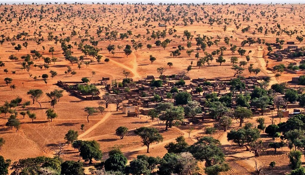 Sahara Desert Trees Forests Biodiversity