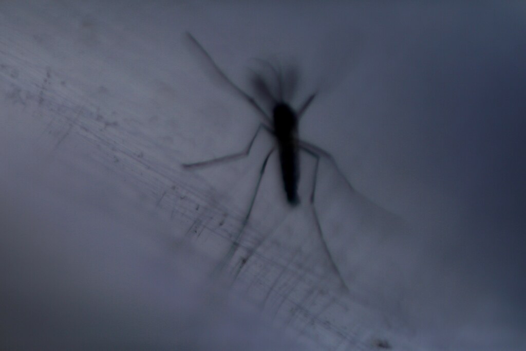 An aedes aegypti mosquito with the dengue-blocking Wolbachia bacteria is seen inside a laboratory tube before being released in Rio de Janeiro, Brazil August 29, 2017. REUTERS/Pilar Olivares - RC133B264D20