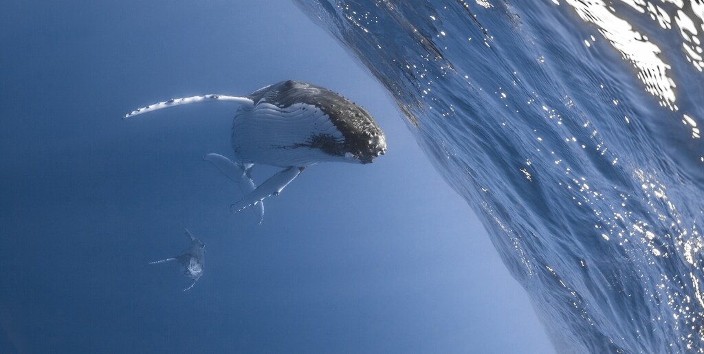 Ocean territory outside national jurisdiction is thought to be home to millions of undiscovered species.