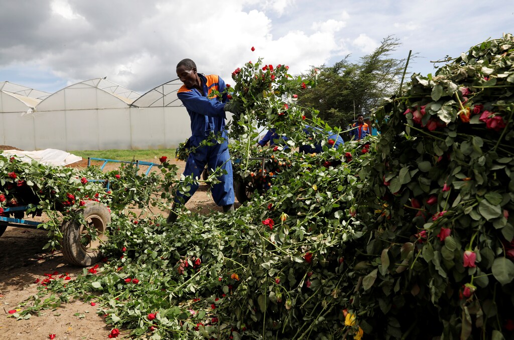 Workers throw away roses that can not be shipped to Europe due of the spread of the coronavirus disease (COVID-19) at the Maridadi flower farm in Naivasha, Kenya, March 19, 2020. REUTERS/Baz Ratner - RC2NNF9RTZIY
