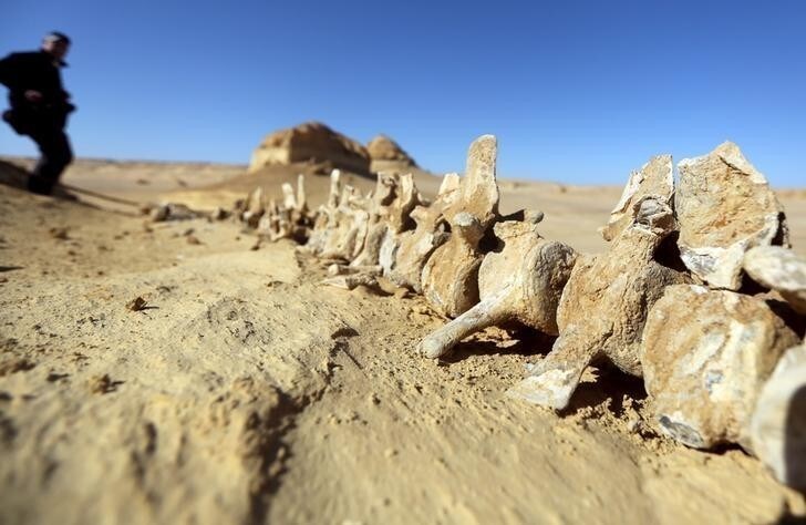 A fossil is pictured in the natural reserve area of Wadi Al-Hitan, or the "Valley of the Whales", at the desert of Al Fayoum Governorate, southwest of Cairo, Egypt, January 14, 2016. Wadi Al-Hitan holds an impressive collection of fossils and bones, some of which date back over 40 million years. The entire site resembles an open-air museum with marked trails that visitors can follow to admire the fossils and rock formations that extend over a vast area. REUTERS/Mohamed Abd El Ghany