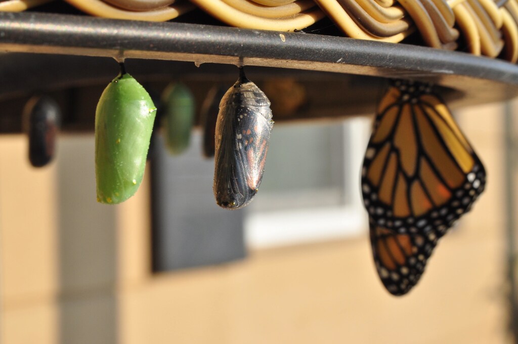 The butterfly evolution in different stages.