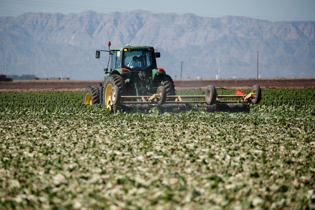 Acres of ready-to-pick romaine lettuce are plowed into the ground due to the loss of the restaurant market during the outbreak of the coronavirus disease (COVID-19) in Holtville, California, U.S., April 15, 2020