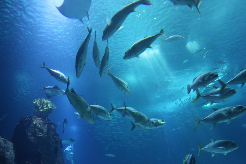 Desalination plants dump brine into natural bodies of water, which is harmful to sea life.