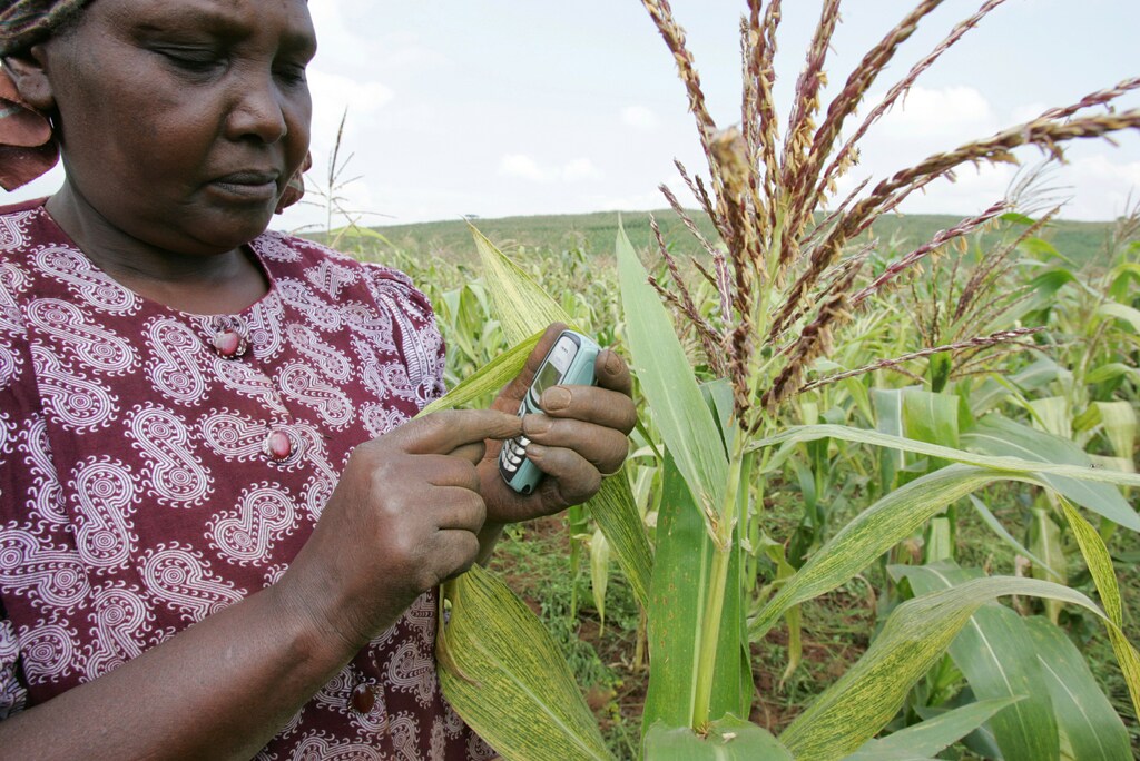 A Kenyan farmer sends a text message to enquire about the latest maize prices from her maize fields in Thigio 35km (22 miles) from the capital Nairobi June 23, 2005. Mobile phones have become the most essential work item for Kenya's small businesses. In June 1999, Kenya had only 15,000 mobile phone subscribers but by the end of 2004, the country had 3.4 million subscribers, according to Kenya's telecom regulator, Communication Commission of Kenya (CCK)