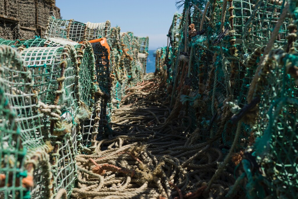 A third of the world’s fisheries are now overexploited, up from 10% in the 1970s.
