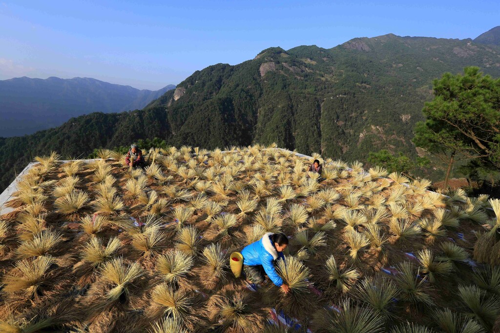Villagers dry crops during harvest season in a village in Liuzhou, Guangxi Zhuang Autonomous Region, China October 22, 2017. Picture taken October 22, 2017. REUTERS/Stringer ATTENTION EDITORS - THIS IMAGE WAS PROVIDED BY A THIRD PARTY. CHINA OUT. TPX IMAGES OF THE DAY - RC1620AE8BF0