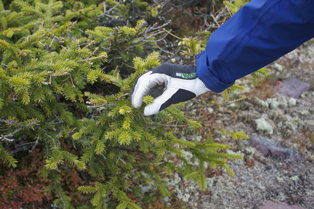 Mountain guide Eduardo Zuniga holds fresh needles growing on a spruce tree, that has a claim to being the world's oldest tree at 9,550 years of age, on Fulufjallet plateau in southern Sweden, October 4, 2012. On a windswept Swedish mountain, a 10,000-year-old spruce with a claim to be the world's oldest tree is getting a new lease of life thanks to global warming, even as many plants are struggling. At a range of latitudes, but especially in the far north, climate change is bringing bigger than expected swings, putting billions of dollars at stake in a push to develop varieties with resilience to frost and heatwaves, drought or flood. To match Story CLIMATE-PLANTS/ Picture taken October 4, 2012. REUTERS/Alister Doyle (SWEDEN - Tags: ENVIRONMENT AGRICULTURE FOOD BUSINESS) - GM1E8AJ1OM401