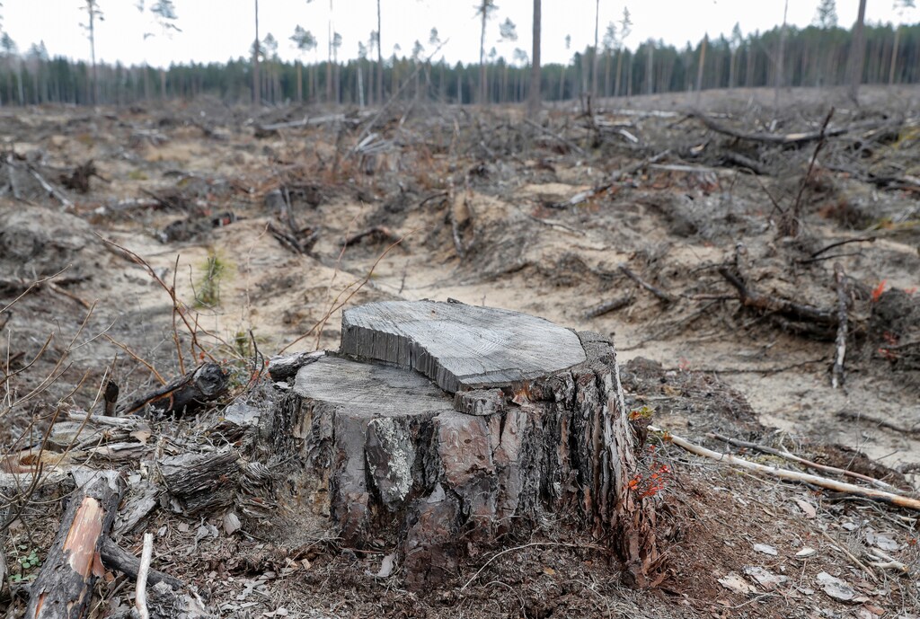 El año pasado se perdieron en los trópicos 11,9 millones de hectáreas de bosque en general