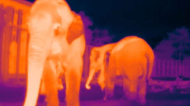 image of elephants taken on a thermal camera