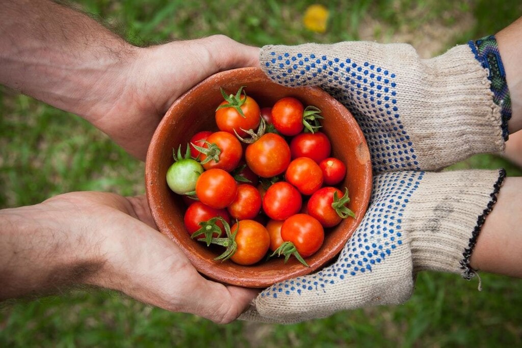 Fresh tomatoes picked from a field.