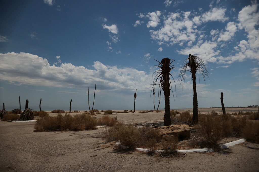 Dead palm trees are seen near the beaches of the Salton Sea, as California faces its worst drought since 1977, in Salton City, California, U.S