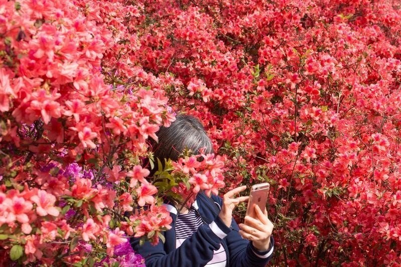 A woman holds her mobile phone as she stands amid flowers at the South China Botanical Garden in Guangzhou, Guandong province, China March 4, 2019. Picture taken March 4, 2019. Liang Weipei/Southern Metropolis Daily via REUTERS ATTENTION EDITORS - THIS IMAGE WAS PROVIDED BY A THIRD PARTY. CHINA OUT. - RC11F049F2B0