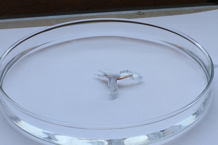 Sea turtle-inspired biohybrid robot, powered by muscle from the sea slug.