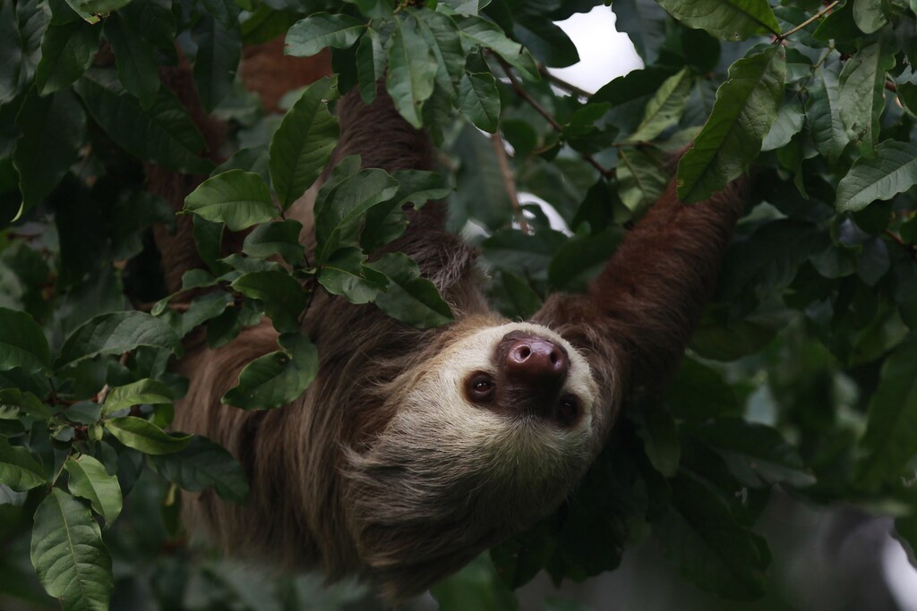 A sloth hangs from a tree on the outskirts of Colon city November 27, 2013. REUTERS/ Carlos Jasso (PANAMA - Tags: ANIMALS) - GM1E9BS0PL001
