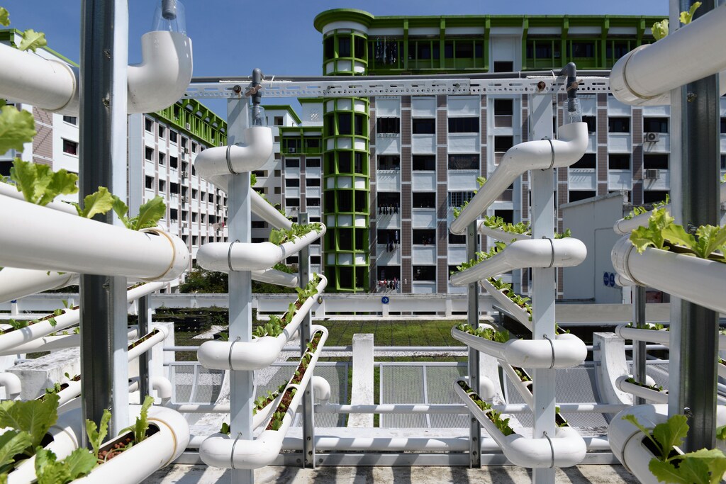 Rows of organic lettuces sprout from growing towers that are primarily made out of polyvinyl chloride (PVC) pipes at Citiponics' urban farm on the rooftop of a multi-storey carpark in a public housing estate in western Singapore April 17, 2018. Picture taken April 17, 2018. REUTERS/Loriene Perera - RC131C8BA340