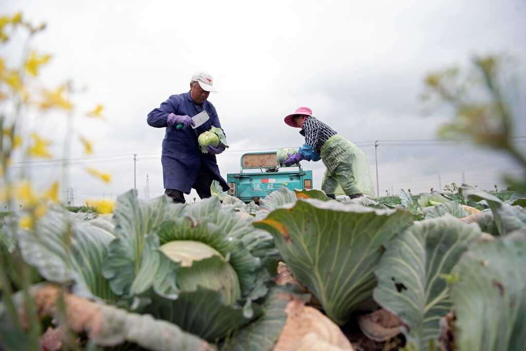 Farmers harvest vegetables at a farm in a village in Haian, Jiangsu province, China April 19, 2020. Picture taken April 19, 2020. China Daily via REUTERS ATTENTION EDITORS - THIS IMAGE WAS PROVIDED BY A THIRD PARTY. CHINA OUT. - RC268G9D68ZF