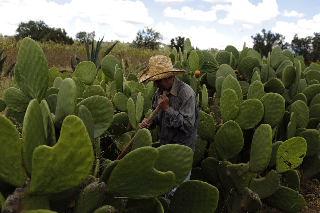 A man works at his nopal cactus field in Nopaltepec, state of Mexico September 30, 2014. In the shadow of the massive El Popo volcano, cactus growers in Mexico are helping to revive an ancient dying tradition with the help of a tiny bug that feeds off the country's prickly pears. The humble cochineal insect once occupied a proud place in pre-Hispanic culture as a natural dye for clothes and art. But over the years synthetic colours and the bug's parasitic nature saw it lose favour with local farmers. But amidst worldwide demand for the bug that has come from unlikely sources such as Starbucks and fashionistas, growers of the bug are cashing in. Picture taken September 30, 2014. REUTERS/Tomas Bravo (MEXICO - Tags: SOCIETY AGRICULTURE BUSINESS TEXTILE EMPLOYMENT) - GM1EAA31UNR01