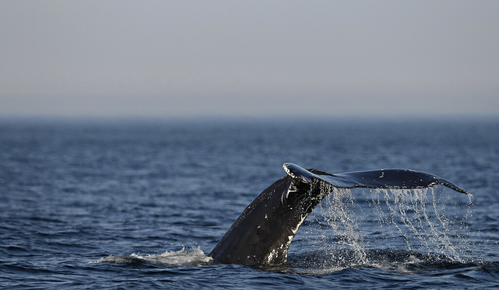 A humpback whale's tail comes out of the water during a ride on the Les Ecumeurs boat on the St. Lawrence river at Les Escoumins, Quebec, August 13, 2009. According to the International Union for Conservation of Nature, large whale species such as the humpback and minke are recovering from a threat of extinction, helped by curbs on hunts since the 1980s. REUTERS/Mathieu Belanger (CANADA SOCIETY ANIMALS) - GM1E58E11EX01