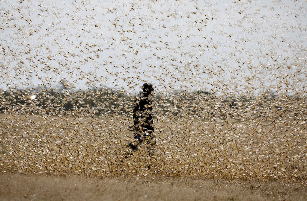 A man attempts to fend-off a swarm of desert locusts at a ranch near the town of Nanyuki in Laikipia county, Kenya, February 21, 2020. Picture taken February 21, 2020. REUTERS/Baz Ratner - RC219F9A3MNZ