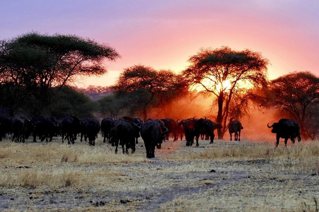 shown here is African wildlife at sunset. A robust, credible, cost-effective and inclusive monitoring system will be vital if the regeneration of Afri
