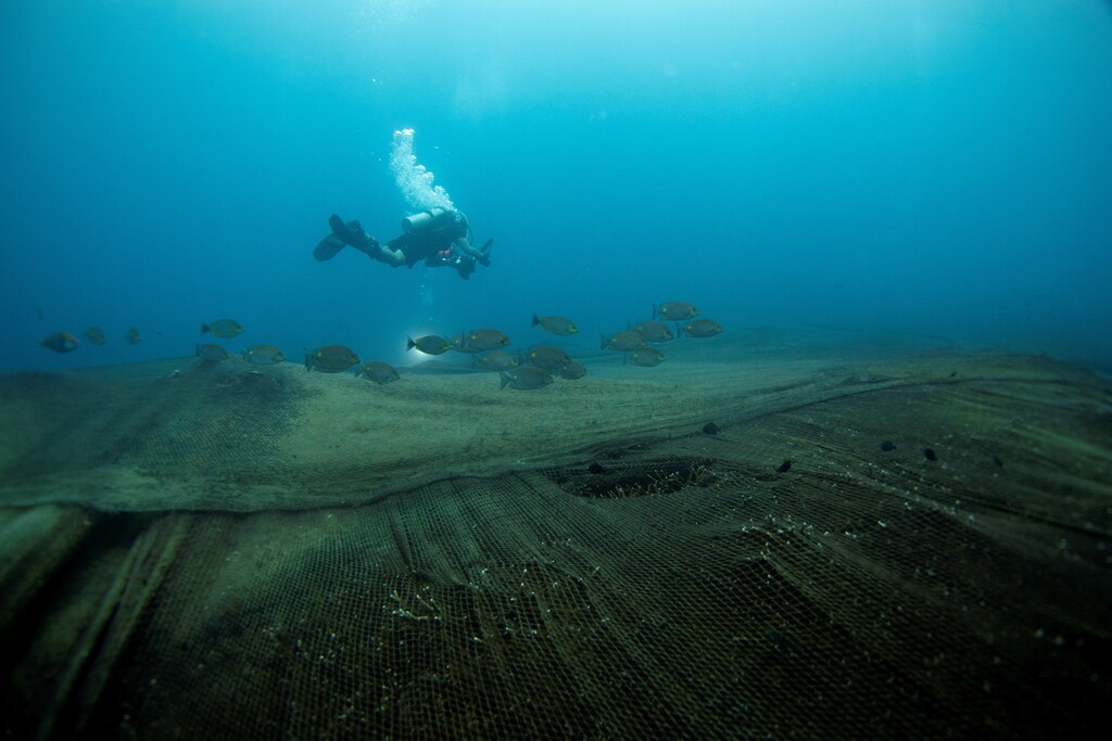 a picture of a diver swimming over the ocean floor