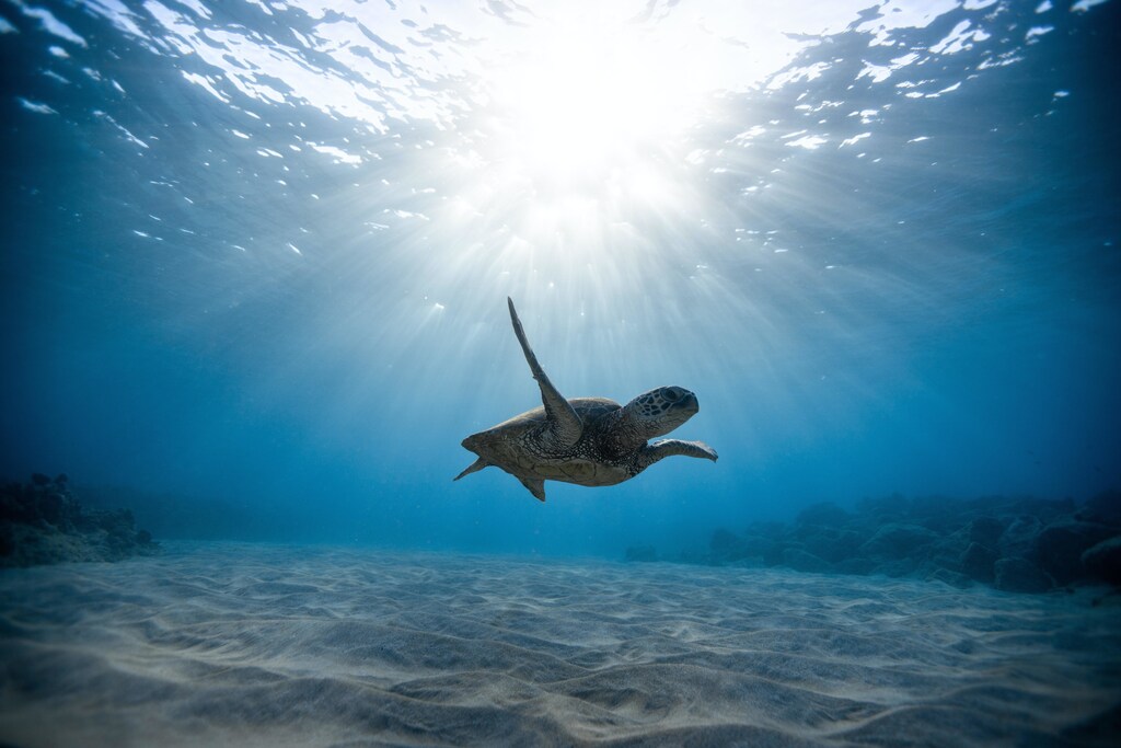 Ecosystem-Based Management (EBM) takes into account the interactions between all of the components of an ecosystem, including fish, plants, water, and sediment.