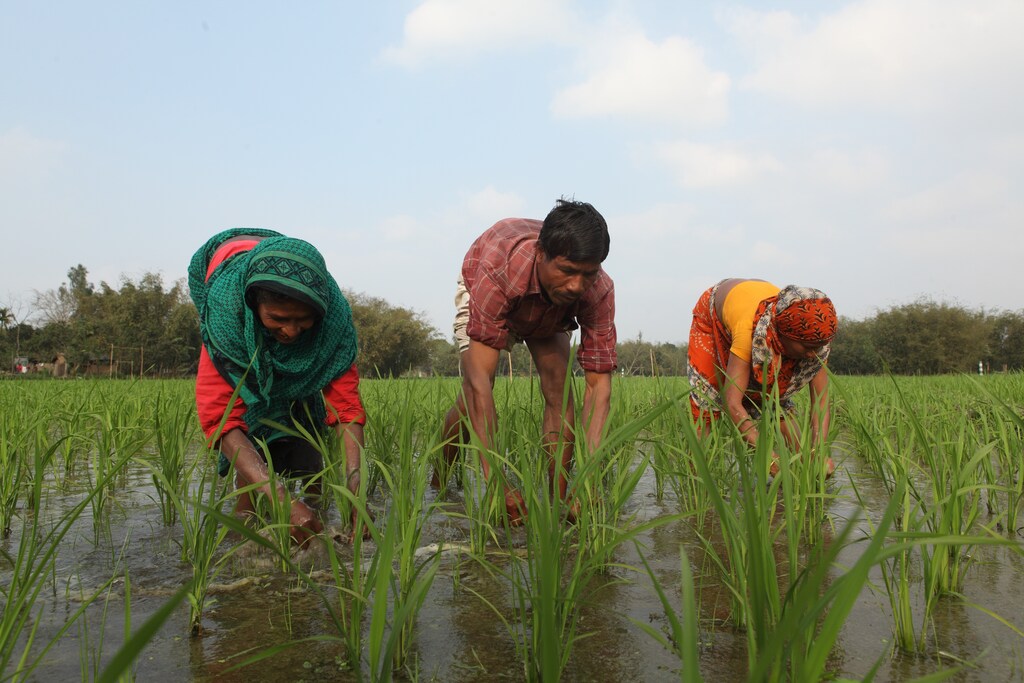 Tenant farmers of BRAC Agriculture Program at Gangachara village in Rangpur. The farmers of Bangladesh can only benefit from all these initiatives such as research, quality seed, and technical assistance if they can purchase quality agricultural inputs such as quality seeds, fertilizers and insecticides. BRAC noticed this gap and offers farmers financial assistance. BRAC is organising tenant farmers (men and women) into village organisations (VOs) and providing them with both credit and training on modern agriculture.The project had a target to reach 300,000 tenant farmers in 150 upazilas by end of 2012. Till March 2012 4.45 billion BDT has been distributed to 284000 farmers through 12000 village organisations in 193 upazilas.