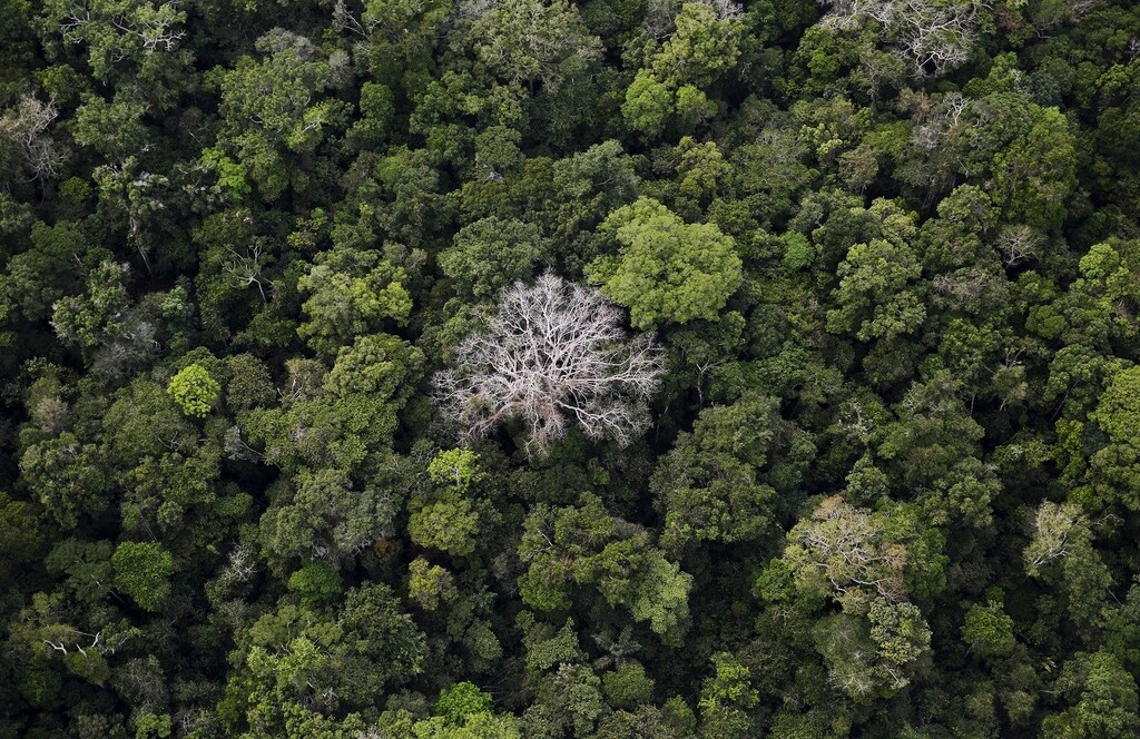 An aerial view shows the Amazon rainforest at the Bom Futuro National Forest near Rio Pardo in Porto Velho, Rondonia State, Brazil, September 3, 2015. The town of Rio Pardo, a settlement of about 4,000 people in the Amazon rainforest, rises where only jungle stood less than a quarter of a century ago. Loggers first cleared the forest followed by ranchers and farmers, then small merchants and prospectors. Brazil's government has stated a goal of eliminating illegal deforestation, but enforcing the law in remote corners like Rio Pardo is far from easy. REUTERS/Nacho Doce TPX IMAGES OF THE DAYPICTURE 1 OF 40 FOR WIDER IMAGE STORY "EARTHPRINTS: RIO PARDO" SEARCH"EARTHPRINTS PARDO" FOR ALL IMAGES - GF20000046394