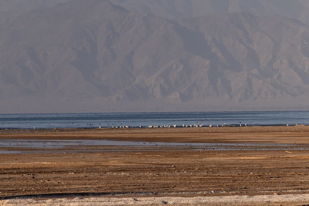 The Salton Sea is an important area for migrating birds, but is facing declining water levels.