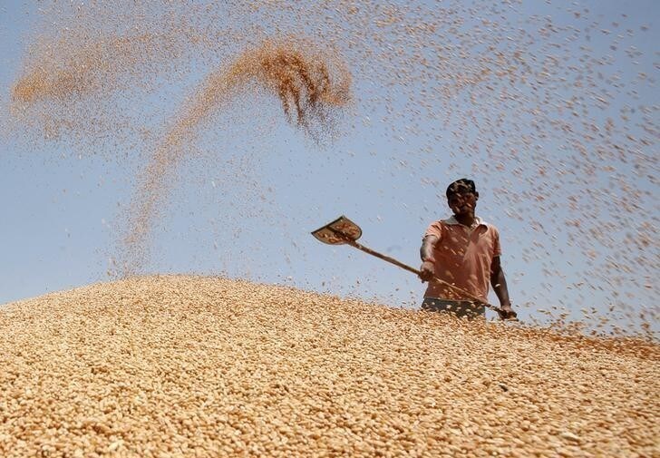 A labourer shovels wheat grain at a wholesale grain market on the outskirts of the northern Indian city of Amritsar May 13, 2013. India's plan to give millions more people cheap food will cost more than its forecast of 1.3 trillion rupees ($23.8 billion) a year and will accelerate inflation, a leading adviser on food issues for the government said in an interview. To match Interview INDIA/FOOD REUTERS/Munish Sharma (INDIA - Tags: AGRICULTURE BUSINESS POLITICS FOOD)
