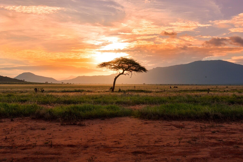 Sunset tree in Kenya Safari, Africa.