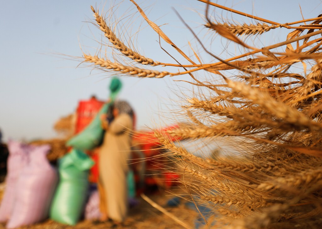 A farmer carries a sack containing wheat after harvesting it from a field in the Gharbia Governorate, as Egypt ramps up efforts to slow the spread of the coronavirus disease (COVID-19), Egypt May 14, 2020. REUTERS/Mohamed Abd El Ghany - RC2GOG9QL5NC