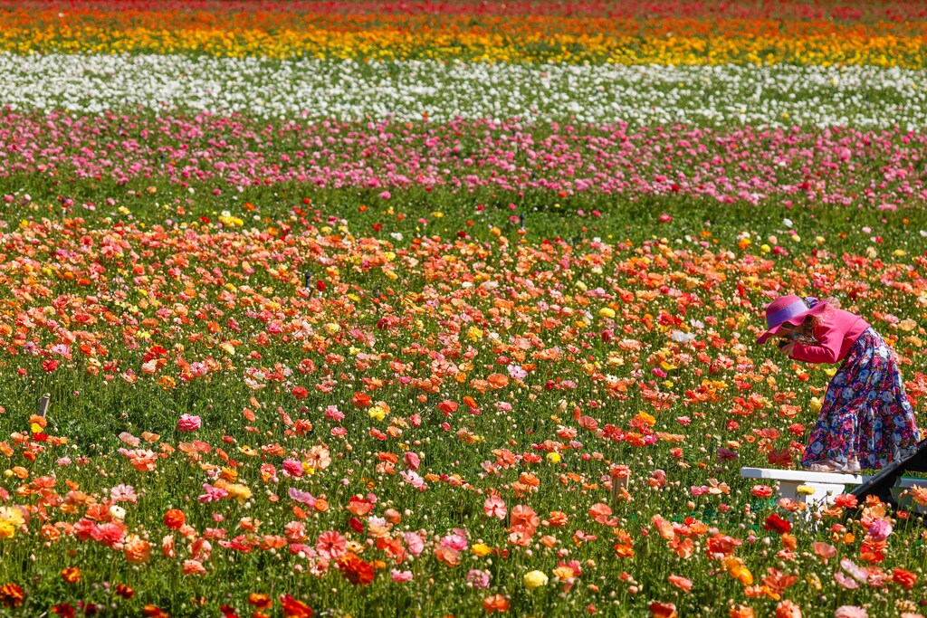 A visitor wears a mask as she takes pictures at some of 50 acres of Ranunculus flowers at "The Flower Fields" in Carlsbad, California, U.S., March 31, 2021. Picture taken March 31, 2021. REUTERS/Mike Blake TPX IMAGES OF THE DAY - RC2UPM96SY89